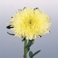 Princess Yellow